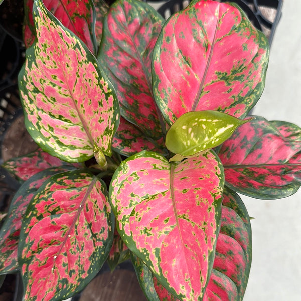 あられAglaonema“ANDAMAN” 芋 Aglaonema rotundum 'Spark' Live Plant-Green Paradise