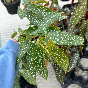 Begonia Maculata White
