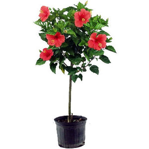 Hibiscus Standard, 7.5" pot