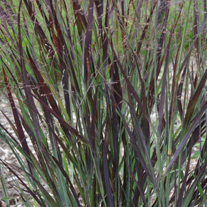 Panicum virgatum, Switchgrass