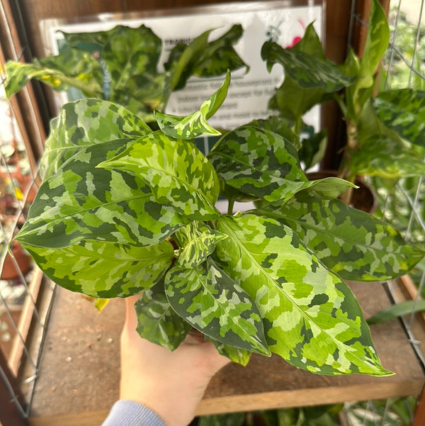 【Weed】Aglaonema pictum Aglaonema Pictum Tricolor 4