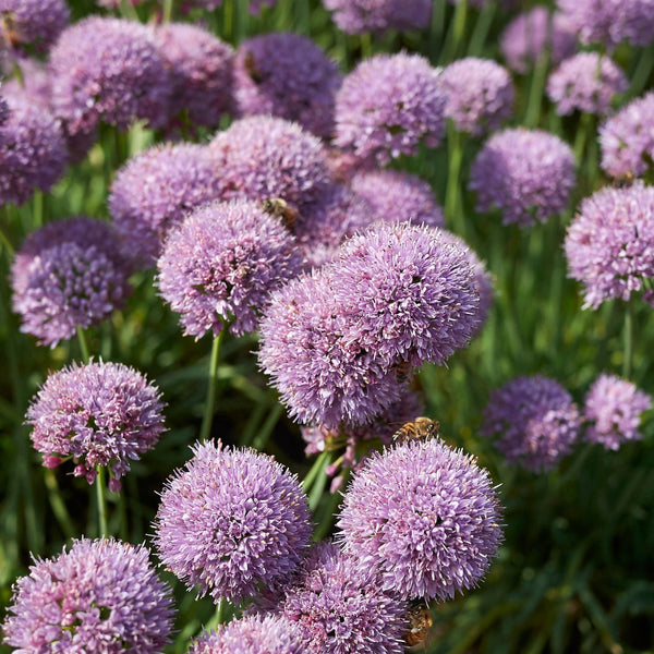 ［新品］SLOTHREAT Allium ALLIUMSPECIESSUGARMELT_Bloom_B