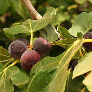 Chicago Hardy Fig, Ficus carica