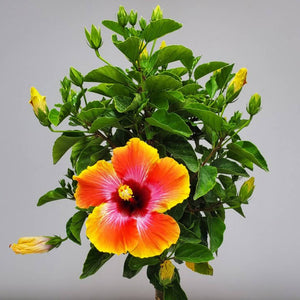 Hibiscus Standard, 10" pot