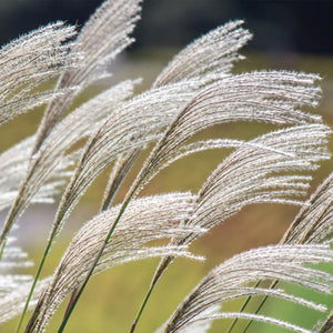 Miscanthus, Chinese Silver Grass