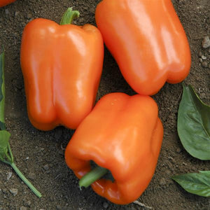 Pepper, Orange Blaze