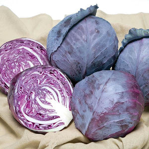 Cabbage, Ruby Ball
