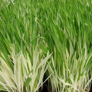 Hordeum vulgare, Tabby - Variegated Cat Grass