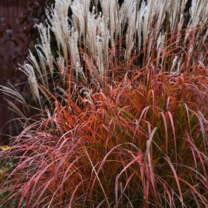 Miscanthus, Fire Dragon