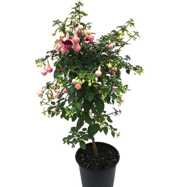 Fuchsia Standards