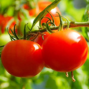 Tomato Celebrity, Colour Paradise, Kitchener Waterloo