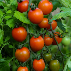 Tomato Orange Zinger, Colour Paradise, Kitchener Waterloo