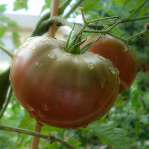 Tomato Black Krim, Colour Paradise, Kitchener Waterloo