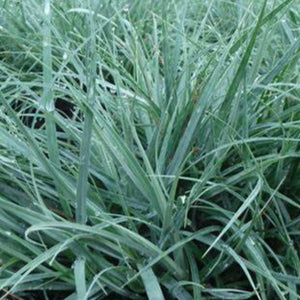 Carex, Sedge Grass