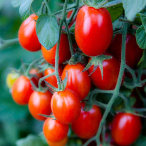 Tomato Red Grape, Colour Paradise, Kitchener Waterloo