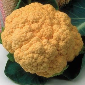 Cauliflower, Cheddar
