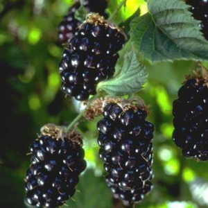 Blackberry, Chester Thornless