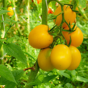 Tomato Jubilee, Colour Paradise, Kitchener Waterloo