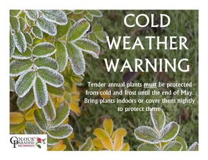 “Is it too soon to be putting my plants outside? When can I put them outside?”