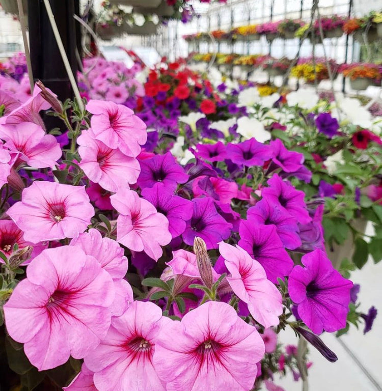 Taking care of your hanging baskets