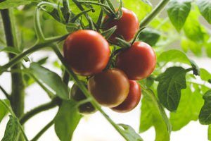 “How do I start a vegetable garden?”