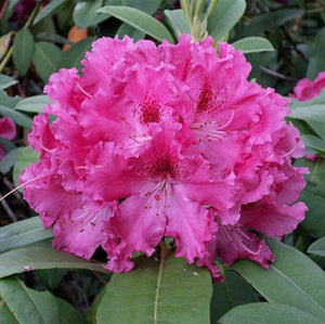 Rhododendron, Besse Howells