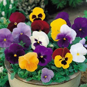 Pansy, Spring Matrix Mix