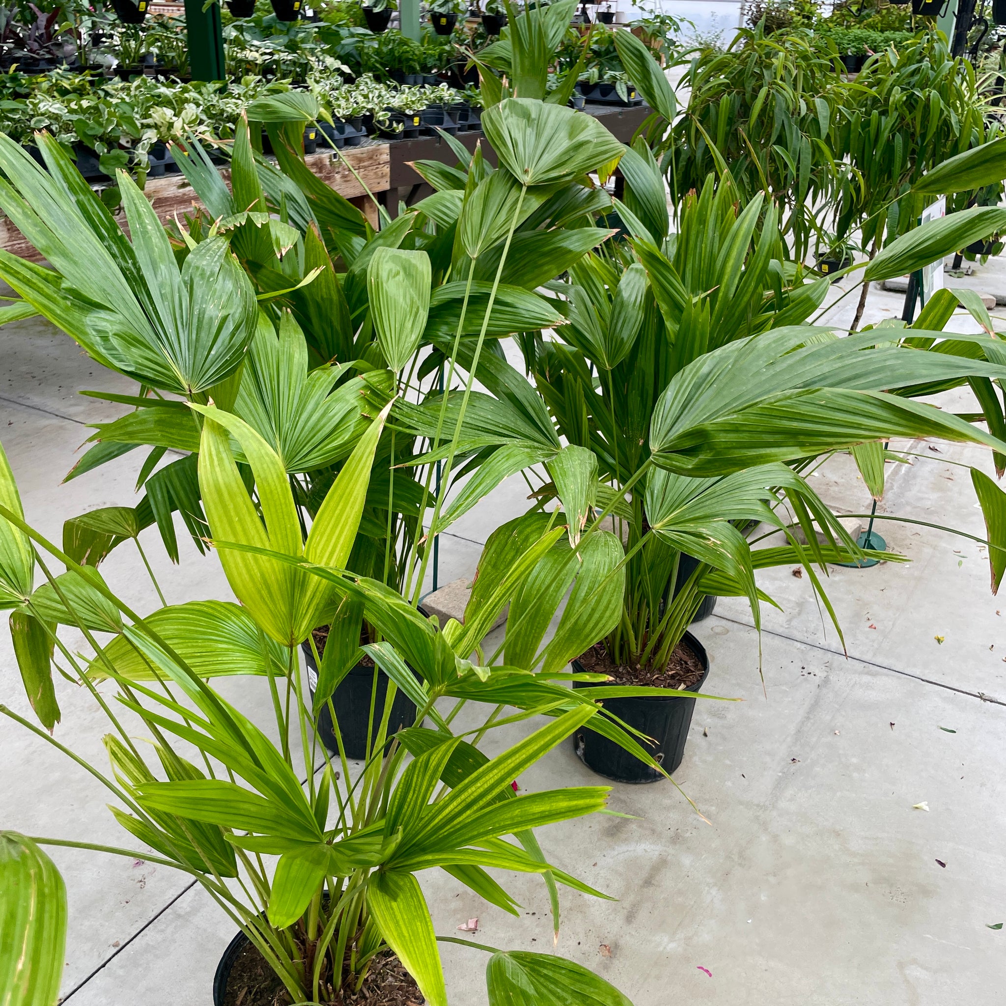 Chinese Fan Palm