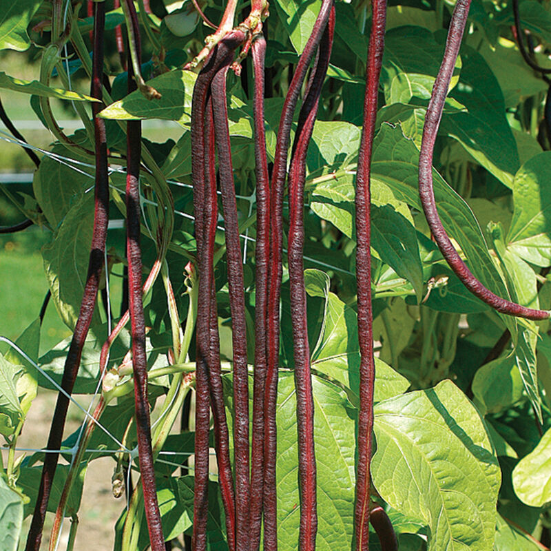 Bean, Chinese Red Noodle