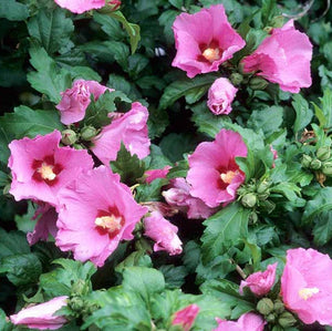 Rose of Sharon, Aphrodite