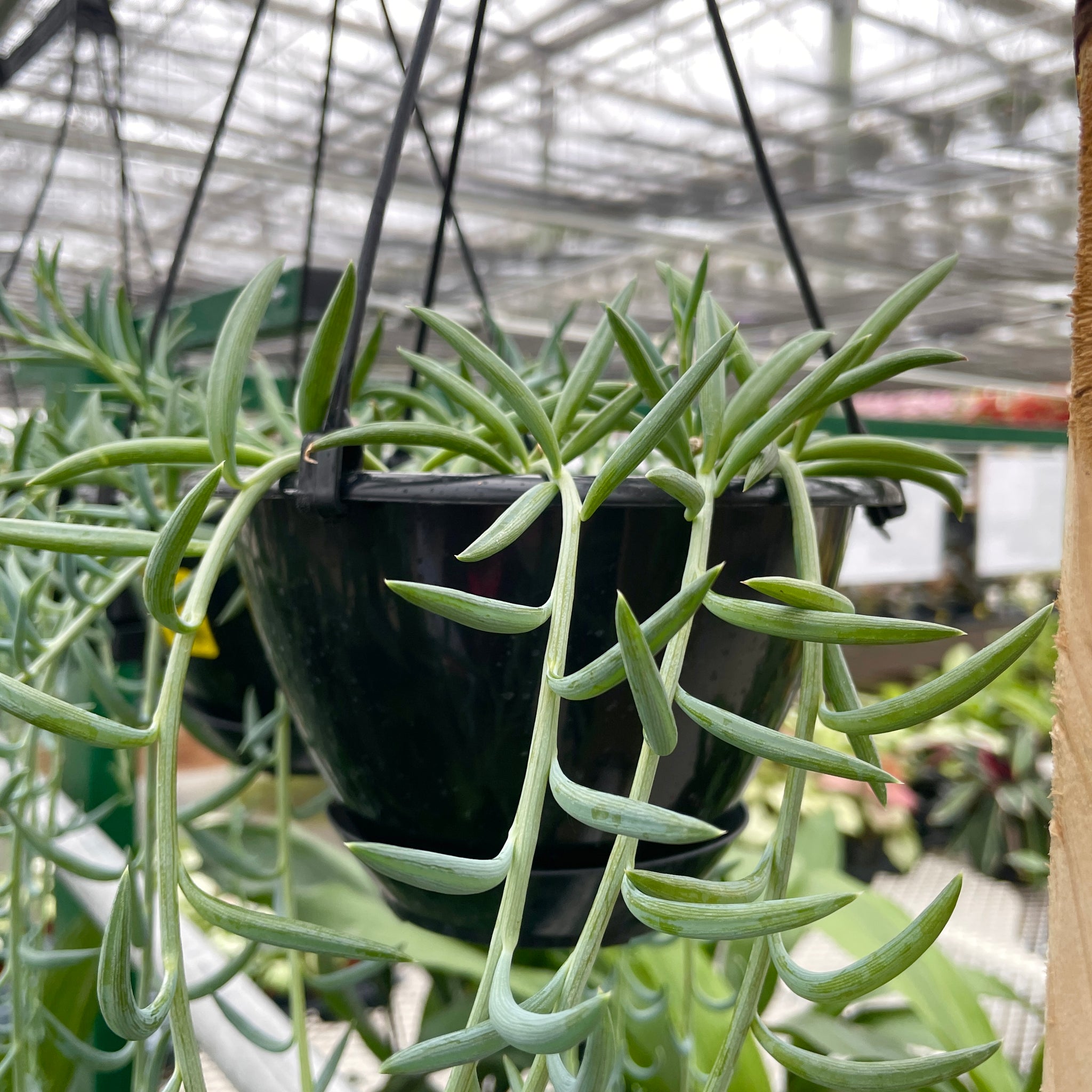 String of Fish Hooks