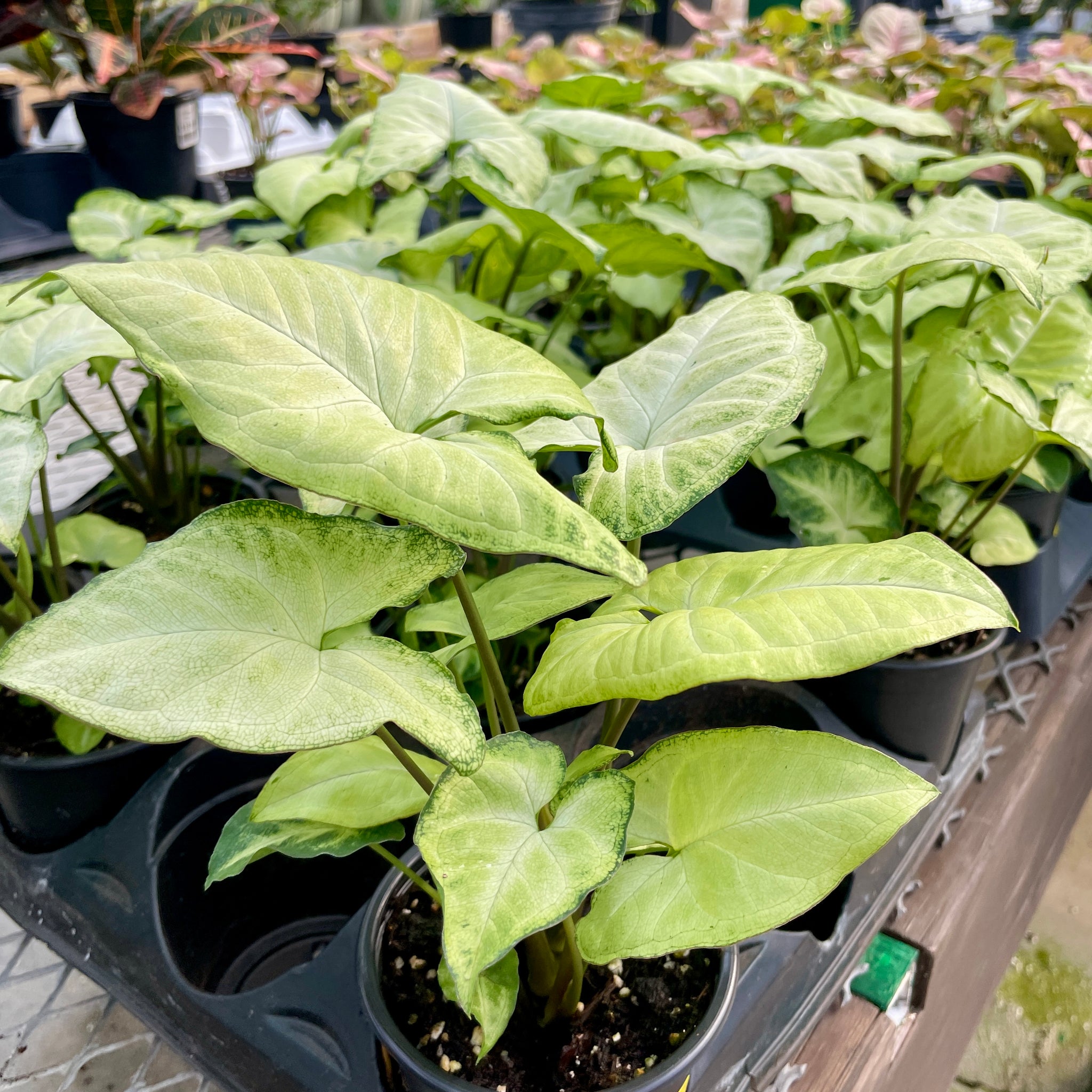 Syngonium White Butterfly
