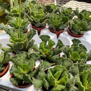 Adromischus Succulent