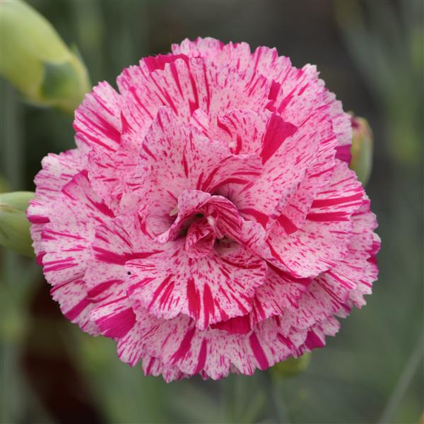 Dianthus, Pinball Wizard
