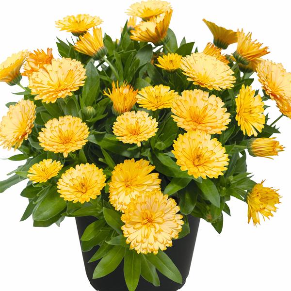 Calendula, Power Daisy Series