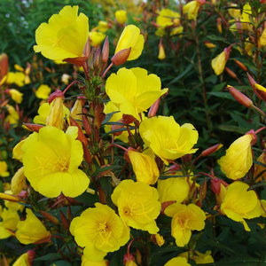 Oenothera fruticosa
