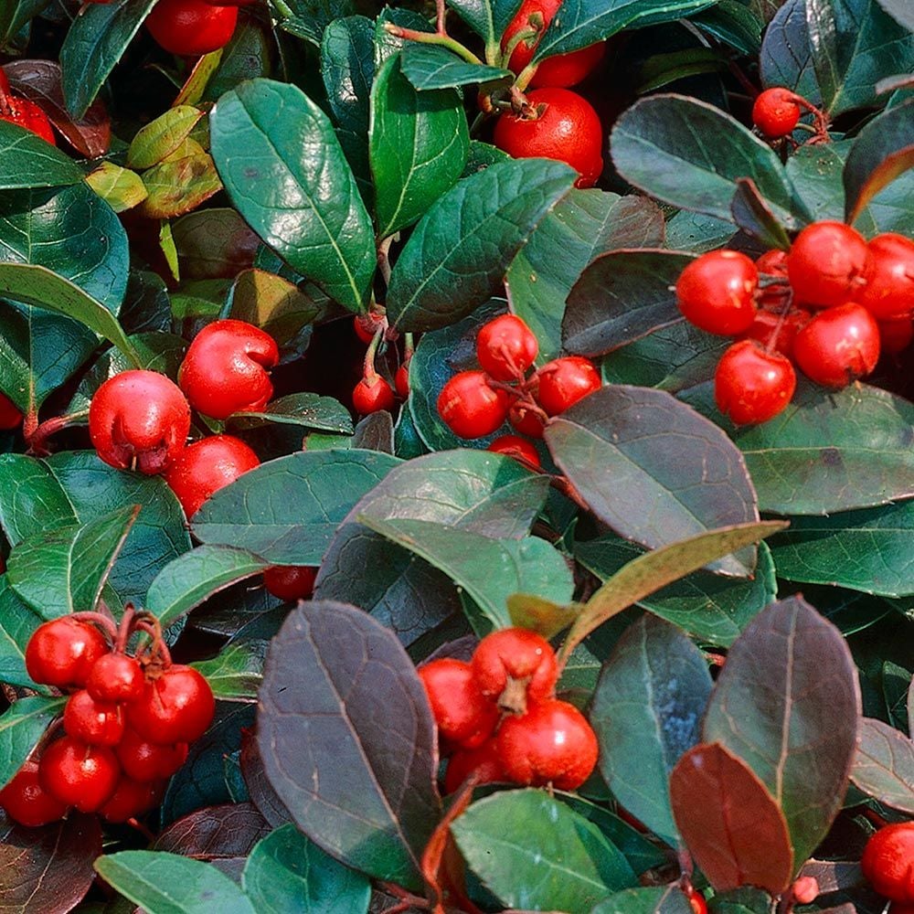Gaultheria Procumbens, Wintergreen