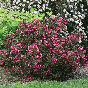 Weigela, Wine and Roses