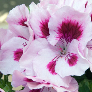 Geranium, Regal Varieties (Multicolor)