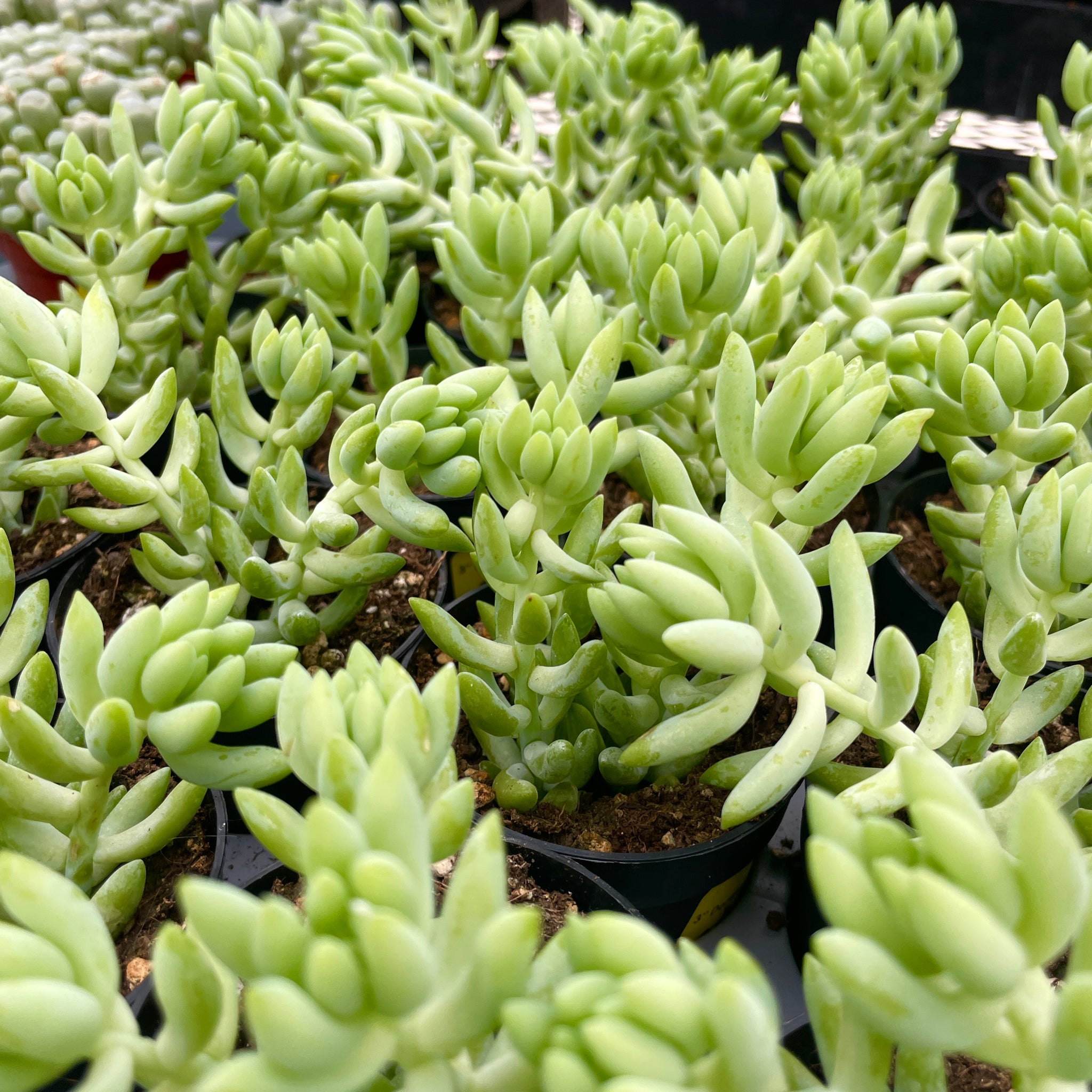 Donkey Tail