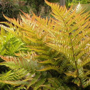 Ferns, Perennial