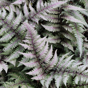 Fern, Athyrium Japanese Painted