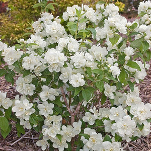 Mock Orange, Snow White