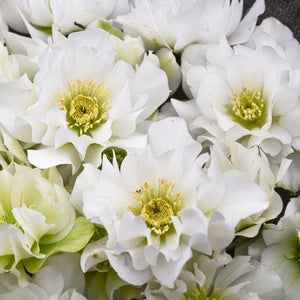 Helleborus