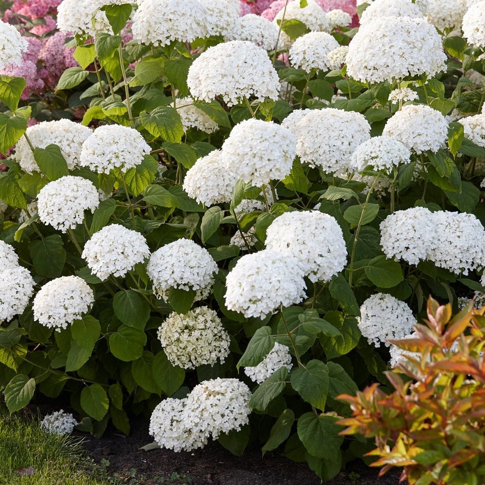Hydrangea, Incrediball 2G