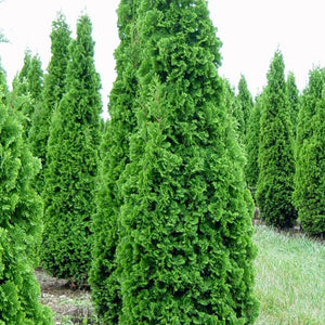 Cedar Degrootes Spire