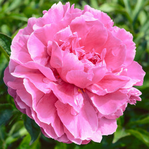 Paeonia, Alexander Fleming