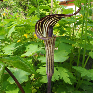 Arisaema triphyllum, Jack in the Pulpit