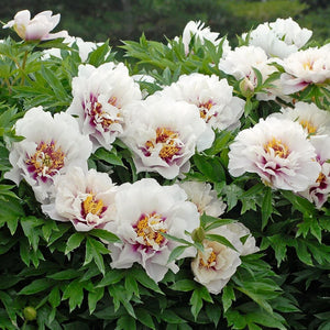 Paeonia, Itoh