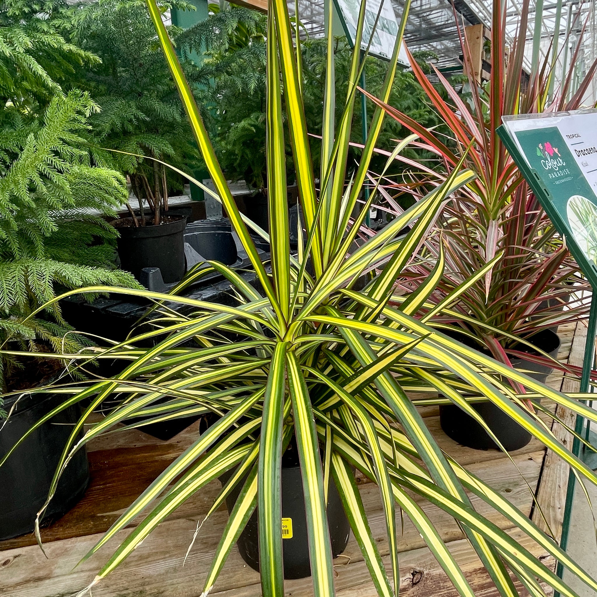 Dracaena Kiwi